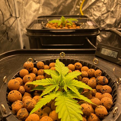 Wedding Cake - Photo - Wanda growlog timeline photo