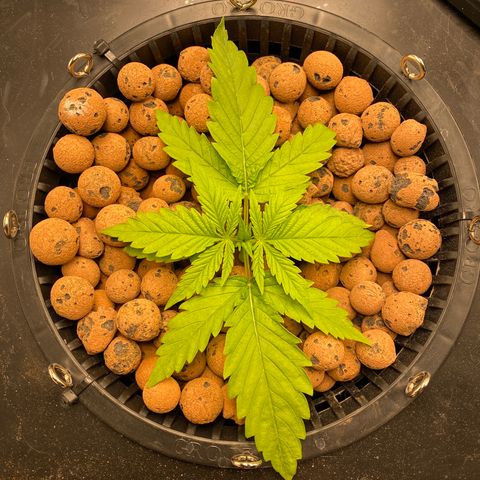 Wedding Cake - Photo - Wanda growlog timeline photo