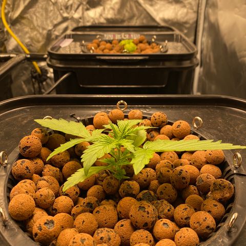 GSC - Auto - Samoa growlog timeline photo