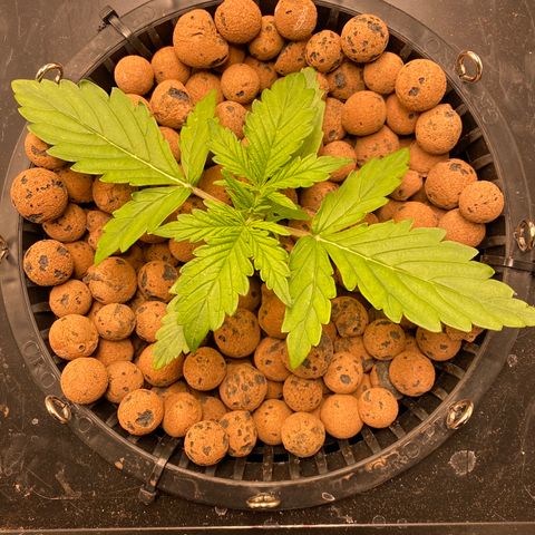 GSC - Auto - Samoa growlog timeline photo
