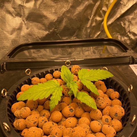 GSC - Auto - Natasha growlog timeline photo