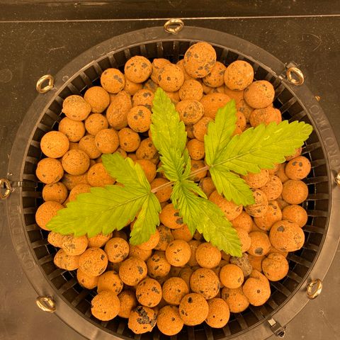 GSC - Auto - Natasha growlog timeline photo