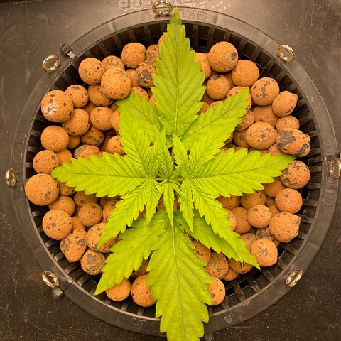 Wedding Cake - Photo - Wanda growlog timeline photo