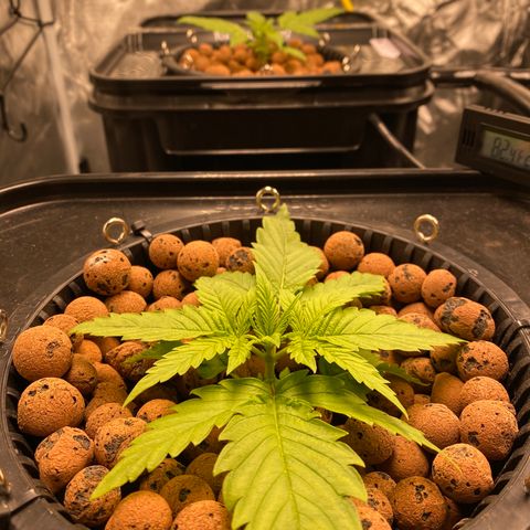 Wedding Cake - Photo - Wanda growlog timeline photo