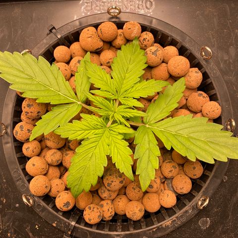 GSC - Auto - Samoa growlog timeline photo