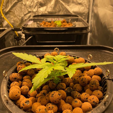 GSC - Auto - Samoa growlog timeline photo