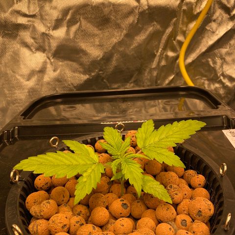 GSC - Auto - Natasha growlog timeline photo