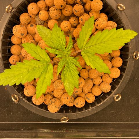 GSC - Auto - Natasha growlog timeline photo