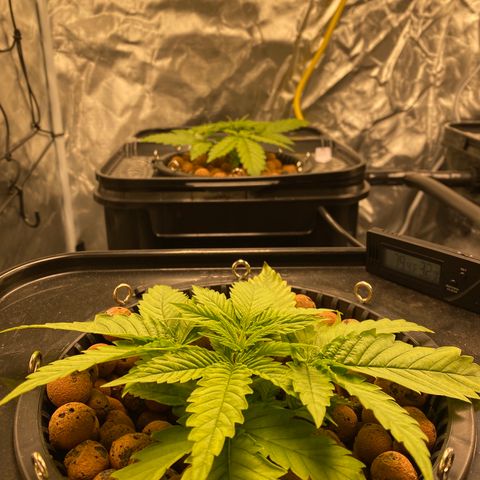 Wedding Cake - Photo - Wanda growlog timeline photo