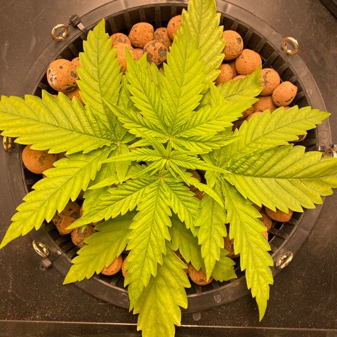 Wedding Cake - Photo - Wanda growlog timeline photo