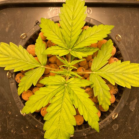 GSC - Auto - Samoa growlog photo: Minor nutrient burn?