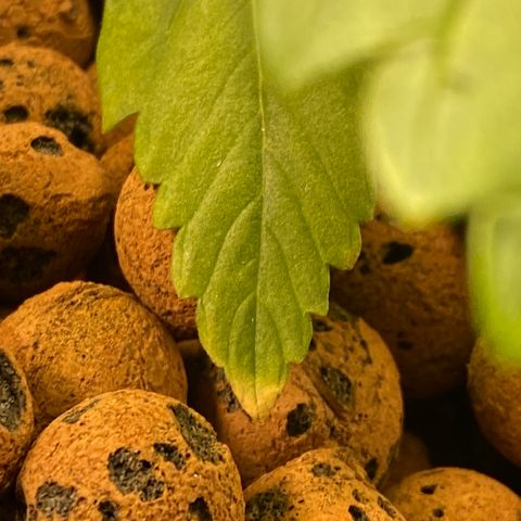 GSC - Auto - Samoa growlog timeline photo