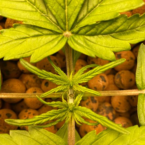 GSC - Auto - Samoa growlog timeline photo