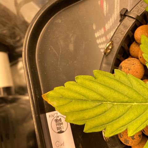 GSC - Auto - Samoa growlog timeline photo