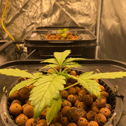 GSC - Auto - Samoa growlog photo: Minor nutrient burn?