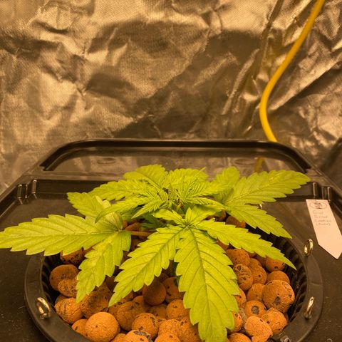 GSC - Auto - Natasha growlog timeline photo