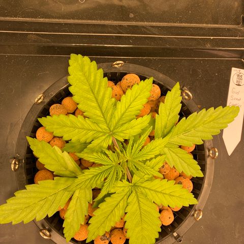GSC - Auto - Natasha growlog timeline photo