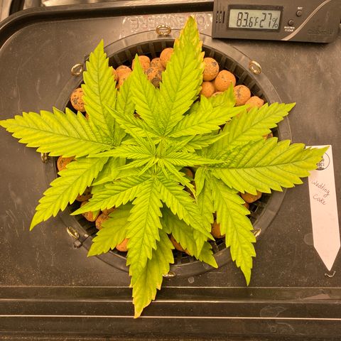 Wedding Cake - Photo - Wanda growlog timeline photo