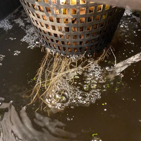 Wedding Cake - Photo - Wanda growlog timeline photo