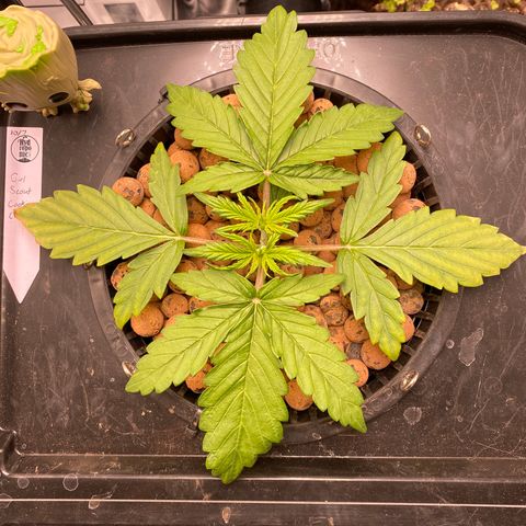GSC - Auto - Samoa growlog timeline photo