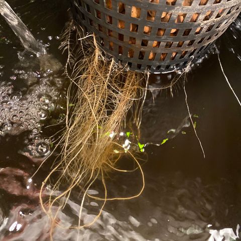 GSC - Auto - Samoa growlog timeline photo