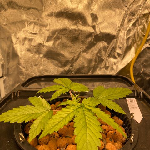 GSC - Auto - Natasha growlog timeline photo