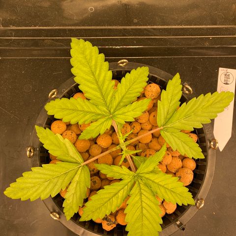 GSC - Auto - Natasha growlog timeline photo