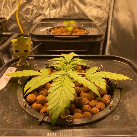 GSC - Auto - Samoa growlog timeline photo