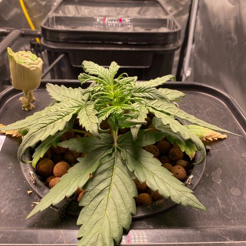 GSC - Auto - Samoa growlog timeline photo
