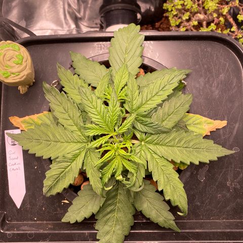 GSC - Auto - Samoa growlog timeline photo