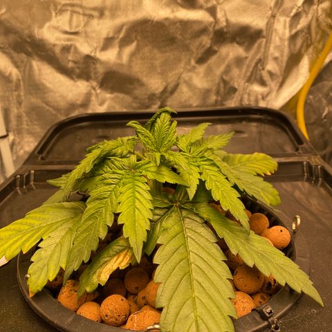 GSC - Auto - Natasha growlog timeline photo