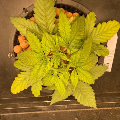 GSC - Auto - Natasha growlog timeline photo