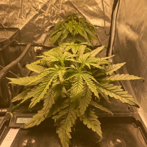 GSC - Auto - Samoa growlog timeline photo