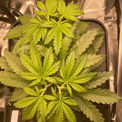 GSC - Auto - Samoa growlog timeline photo
