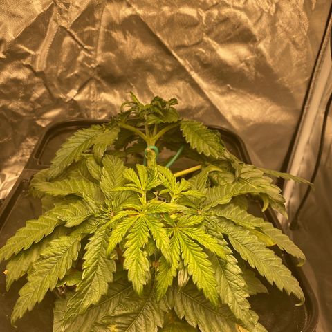 GSC - Auto - Natasha growlog timeline photo