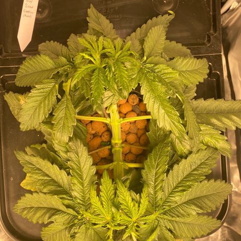 GSC - Auto - Natasha growlog timeline photo