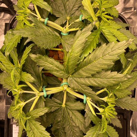 GSC - Auto - Samoa growlog timeline photo