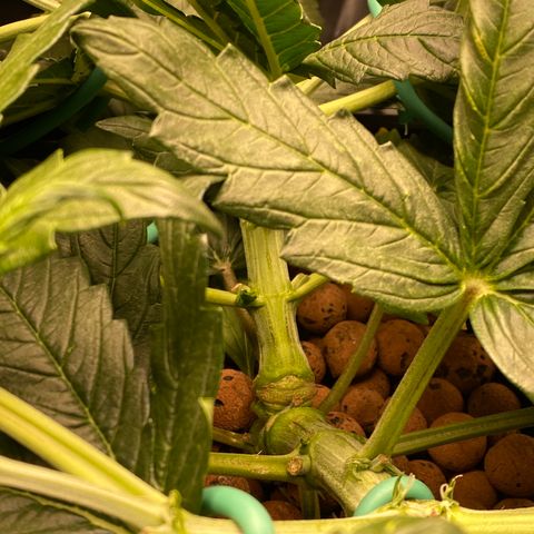 GSC - Auto - Samoa growlog timeline photo