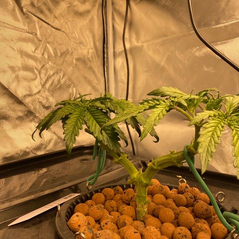 GSC - Auto - Natasha growlog timeline photo