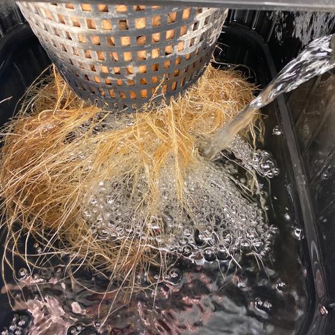 GSC - Auto - Natasha growlog timeline photo