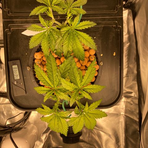 GSC - Auto - Natasha growlog timeline photo