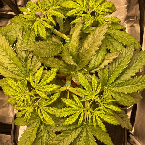 GSC - Auto - Samoa growlog timeline photo