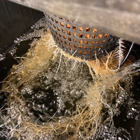 Wedding Cake - Photo - Wanda growlog timeline photo