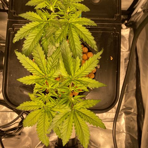 GSC - Auto - Natasha growlog timeline photo