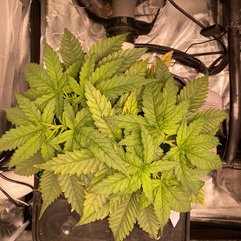 Wedding Cake - Photo - Wanda growlog timeline photo