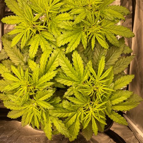 GSC - Auto - Samoa growlog timeline photo