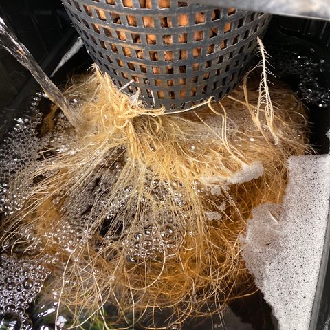 GSC - Auto - Samoa growlog timeline photo