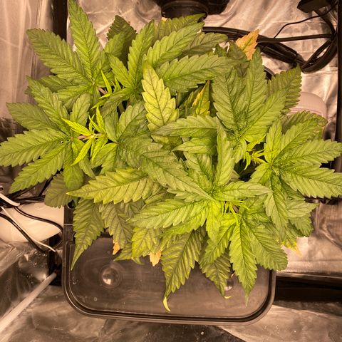 Wedding Cake - Photo - Wanda growlog timeline photo