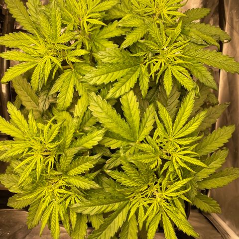 GSC - Auto - Samoa growlog timeline photo