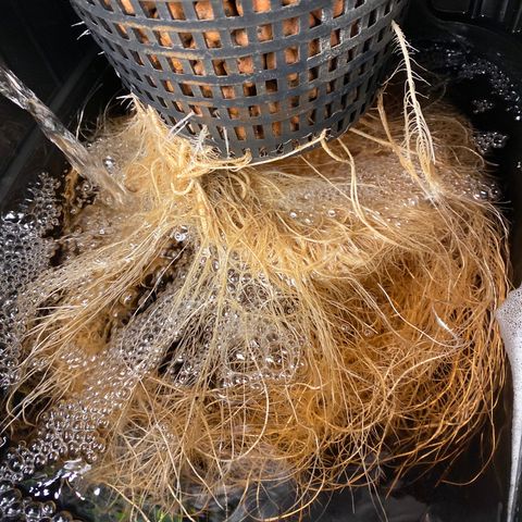 GSC - Auto - Samoa growlog timeline photo